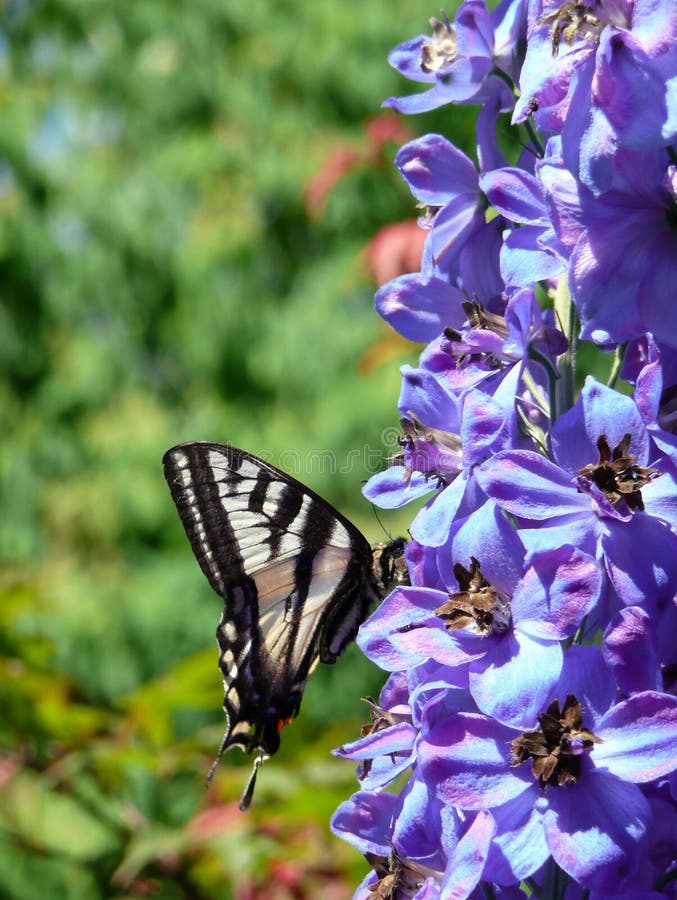 ogród swallowtail motyla zdjęcia royalty free ogród swallowtail motyla zdjęcia royalty free