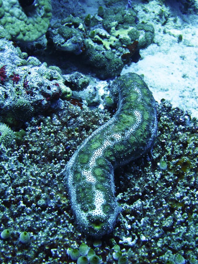 Sea cucumber on coral reef. Sea cucumber on coral reef