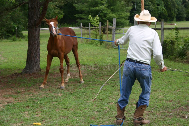 Cavalo frente a frente foto de stock. Imagem de fazenda - 1135038