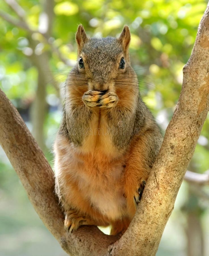 Funny squirrel with paws covering mouth. Could be saying, Uh-Oh or I have a secret etc. Funny squirrel with paws covering mouth. Could be saying, Uh-Oh or I have a secret etc.