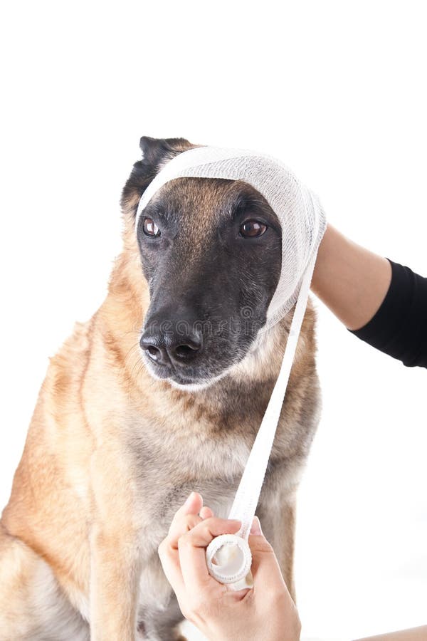 Ohr oder Kopfverband stockbild. Bild von kopfverband 27349585