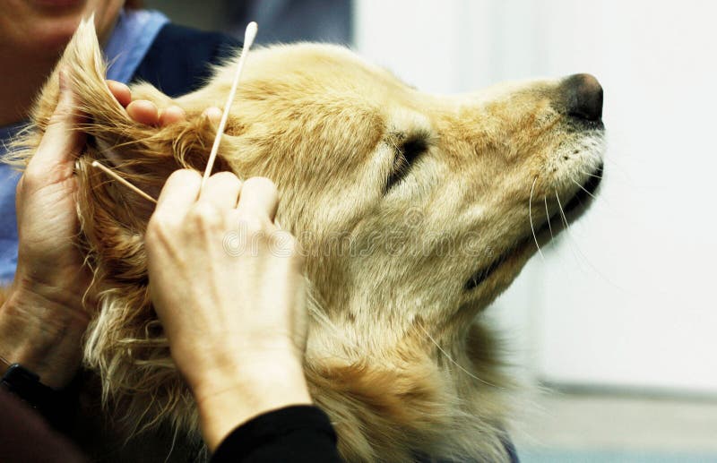 OhrReinigung stockfoto. Bild von infektion, krankenhaus 18526556