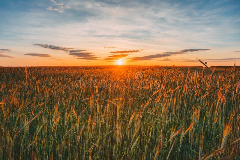 Landscape Of Wheat Field Under Scenic Summer Dramatic Sky In Sunset Dawn Sunrise. Skyline. Landscape Of Wheat Field Under Scenic Summer Dramatic Sky In Sunset Dawn Sunrise. Skyline.