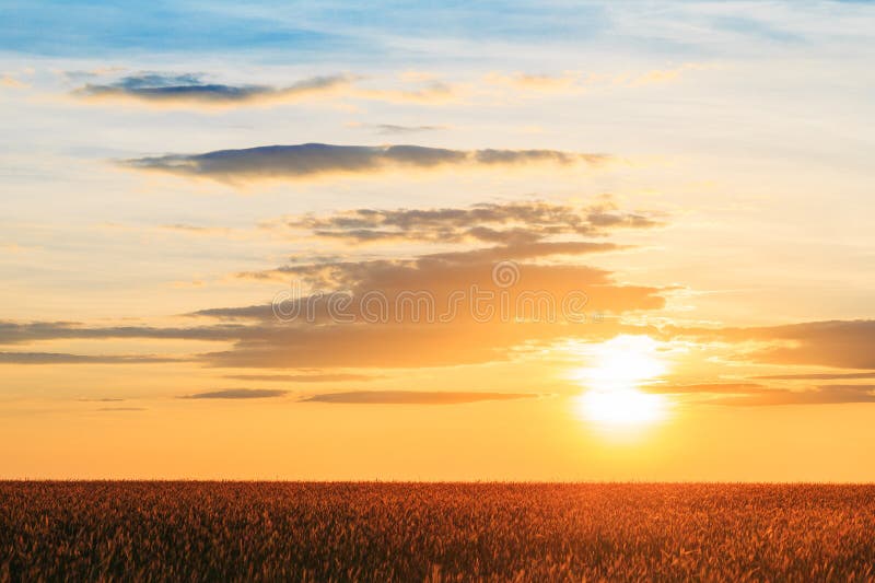 Landscape Of The Eared Ripen Wheat Field Under Scenic Summer Dramatic Sky In Sunset Dawn Sunrise. Skyline. Landscape Of The Eared Ripen Wheat Field Under Scenic Summer Dramatic Sky In Sunset Dawn Sunrise. Skyline.
