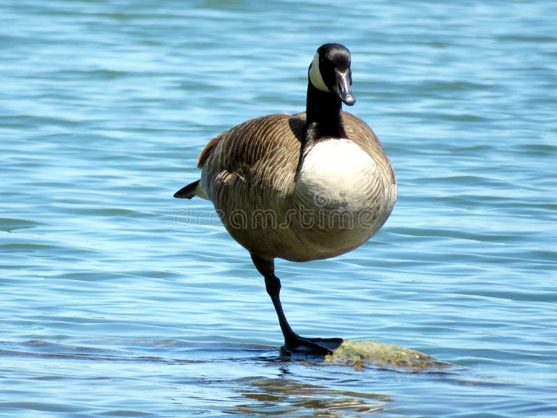 Oie de Canada de lac toronto se tenant sur une jambe 2017 photo stock Oie de Canada de lac toronto se tenant sur une jambe 2017 photo stock