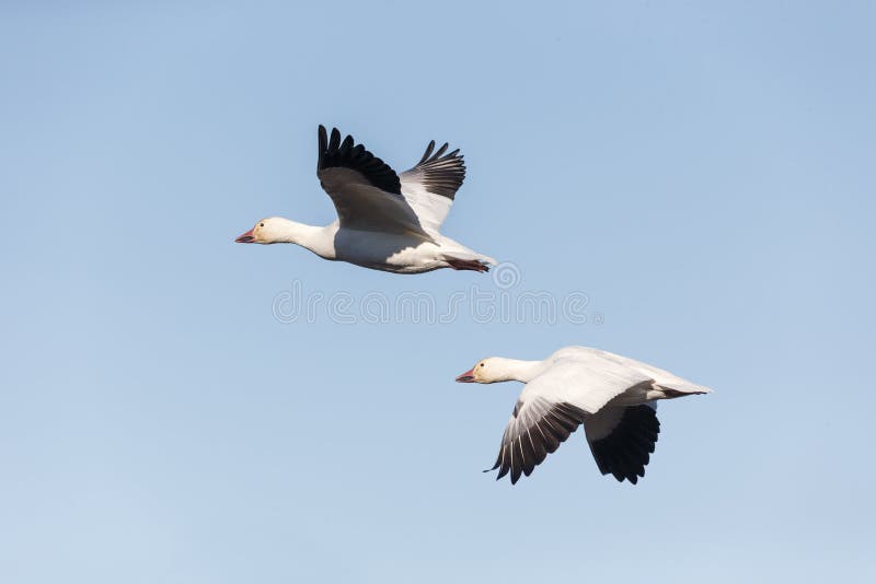 Oies de neige de migration photos stock Oies de neige de migration photos stock