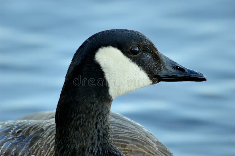 Canada geese and its beak. Canada geese and its beak