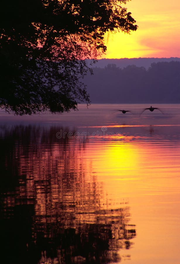 Oies du Canada atterrissant sur le lac au lever de soleil