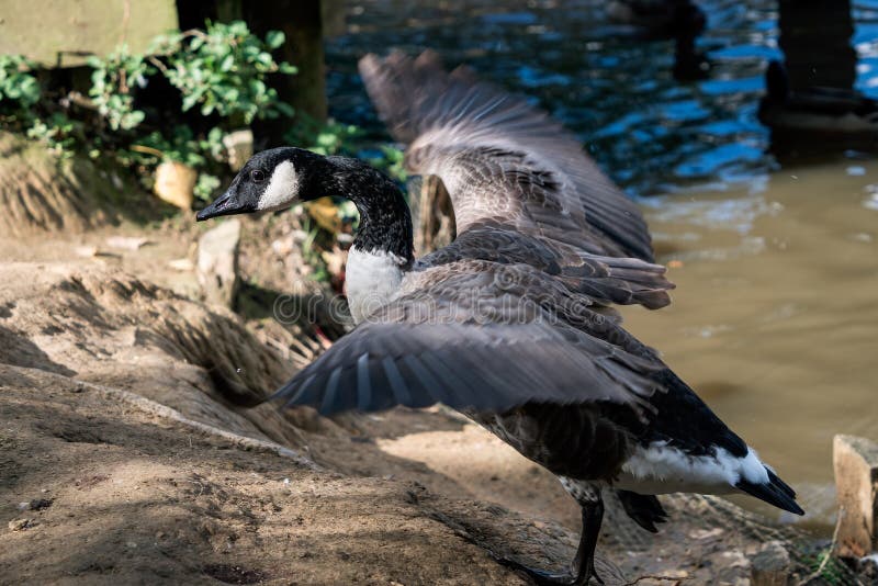 Oies du Canada qui poussait de l'étang du moulin d'Ifield près de Crawley
