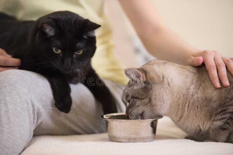 Oigenkännlig kvinna som hemma matar två katter royaltyfri foto Oigenkännlig kvinna som hemma matar två katter royaltyfri foto