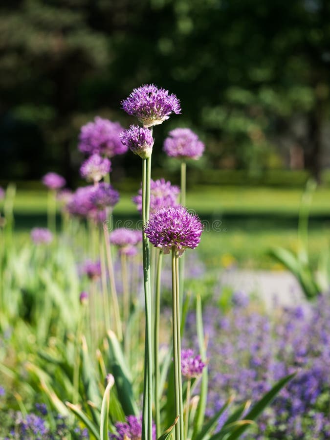 Oignon de cristophii d'allium ou étoile persan de Perse fleurissant au printemps image stock Oignon de cristophii d'allium ou étoile persan de Perse fleurissant au printemps image stock