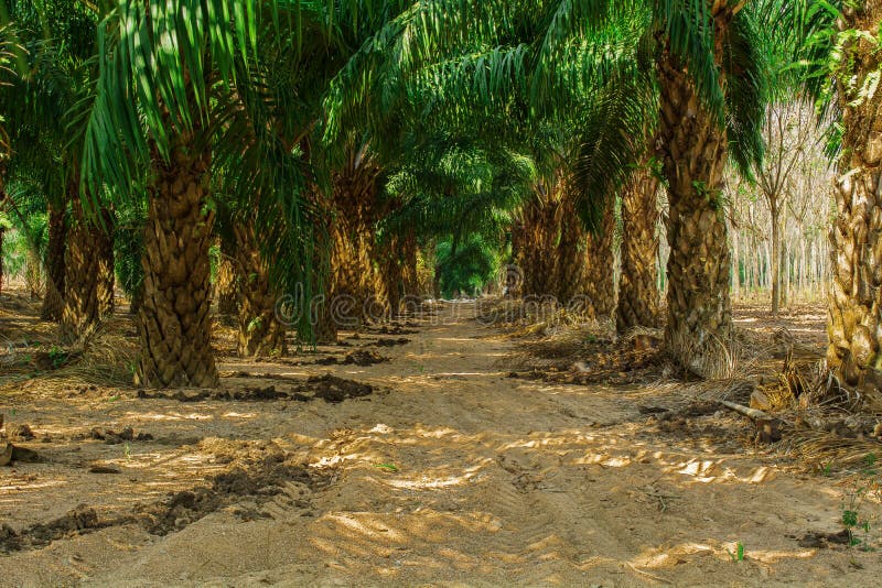 At an oil palm estate