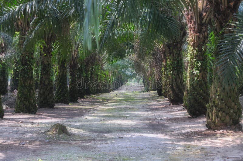 Oil Palm Estate Series 5