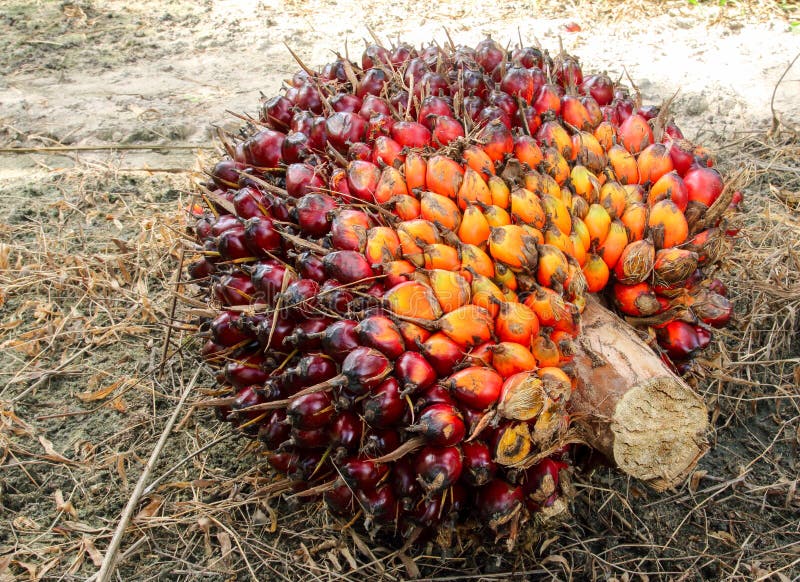 Oil palm fruit bunches stock photo. Image of palm, farmer 57650366