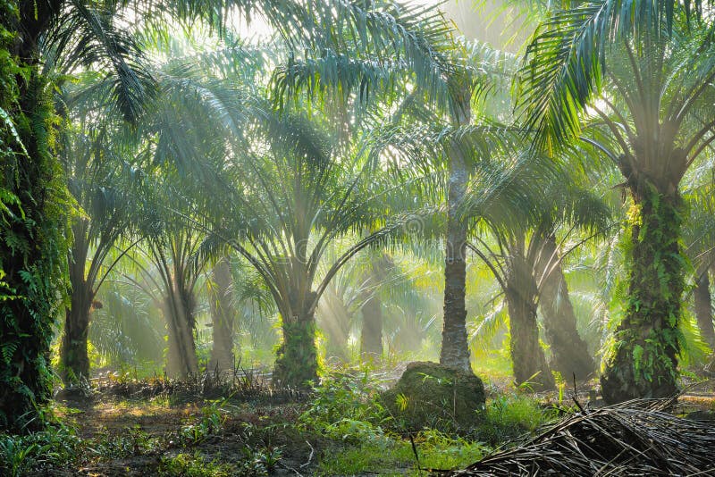 Oil Palm Plantation stock image. Image of estate, conservation 58643481