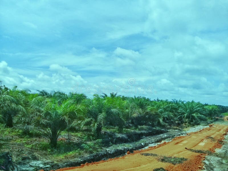 Oil Palm Plantations .environmentally Friendly Oil Palm Plantations