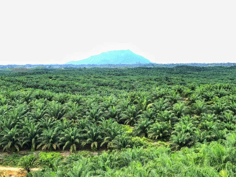Oil palm plantations stock image. Image of tree, environment 295538129