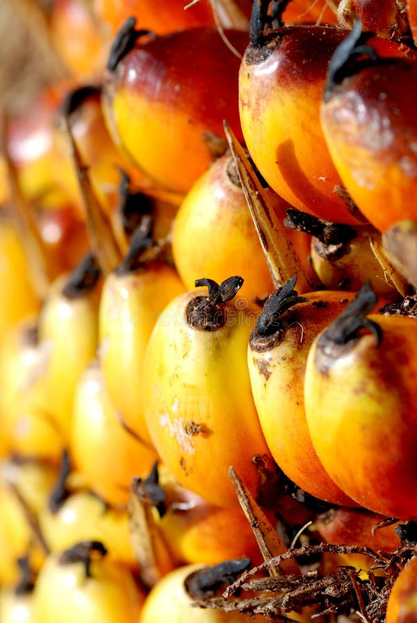 Oil Palm Seed