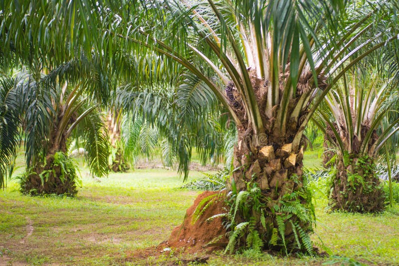 Oil palm tree in garden stock photo. Image of harvest 55816932
