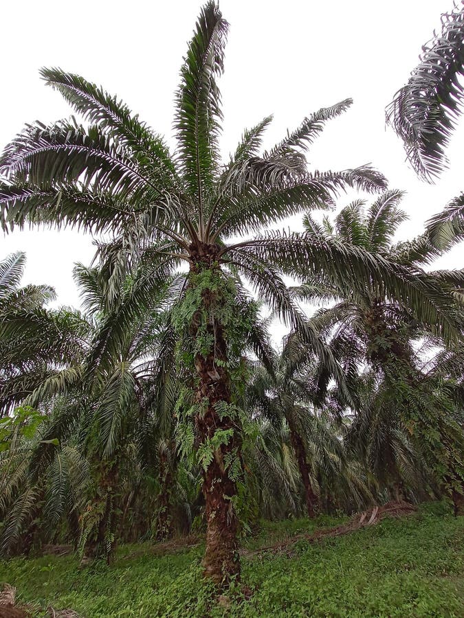 Oil Palm Trees stock image. Image of branch, food, leaf 213728471
