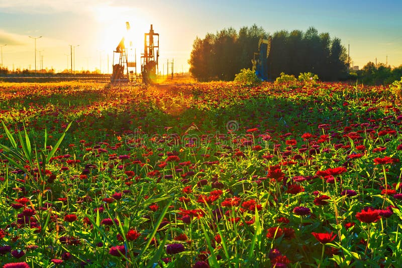 The oil pumping machine on the full of flowers grassland