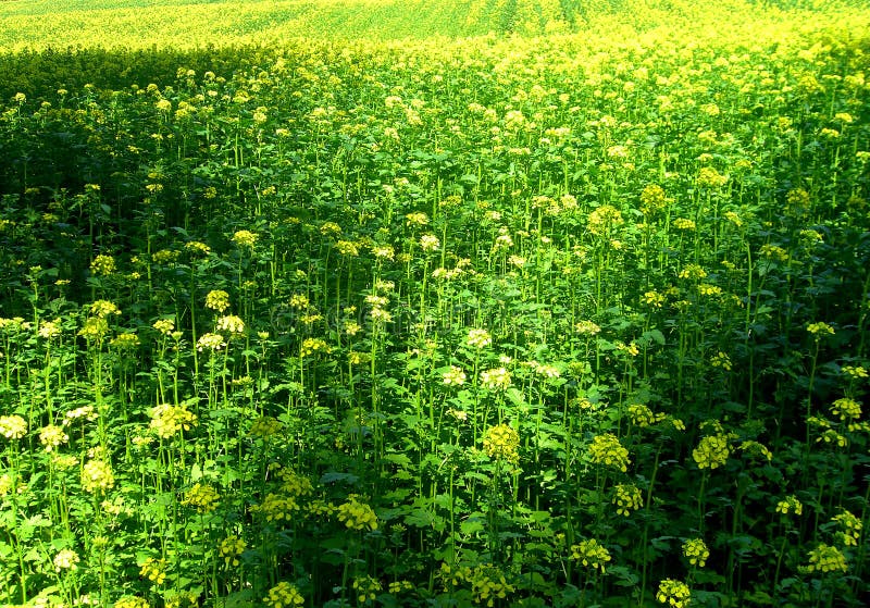 Oil Brassica napus L stock image. Image of brassica 5246773
