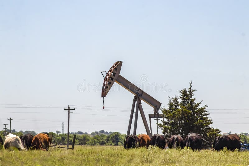 Oil rig pump jack out in field with cows grazing nearby stock image Oil rig pump jack out in field with cows grazing nearby stock image