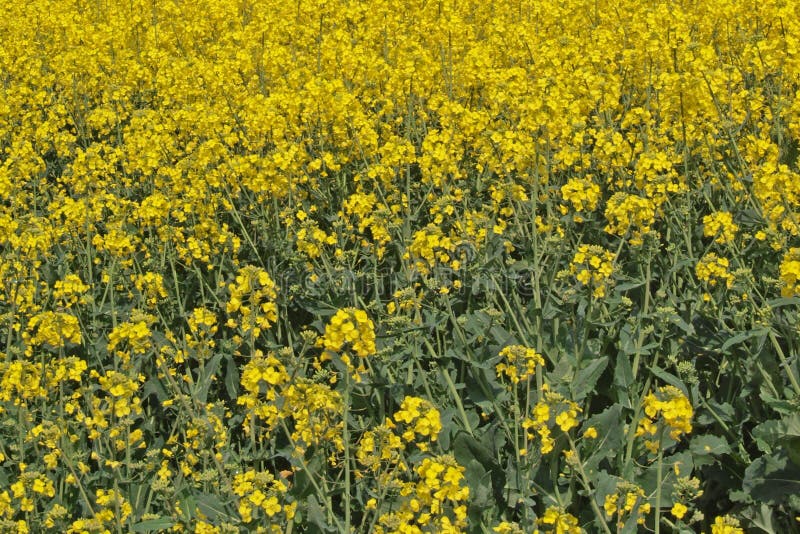 Oil seed (Canola) stock photo. Image of field, huntingdon 13063070