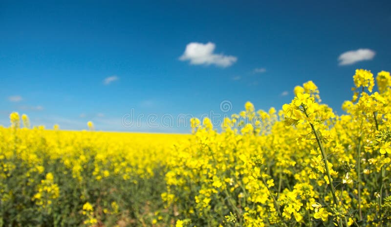 Oil Seed Field