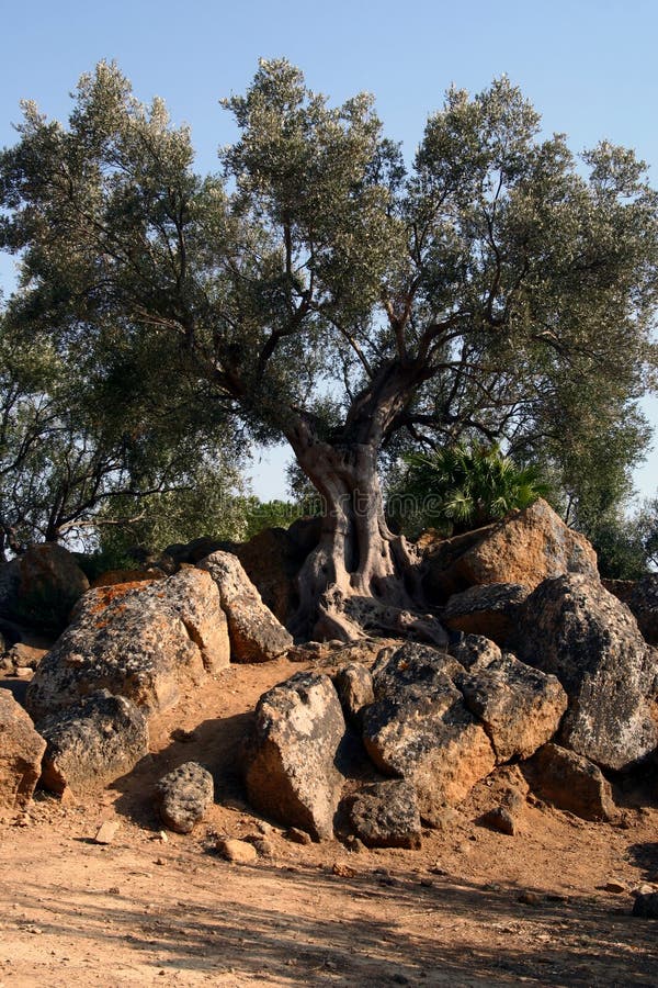 Oil Tree in Sicily
