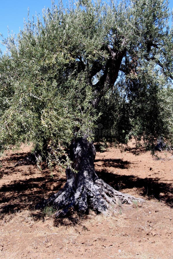 Oil Tree in Sicily