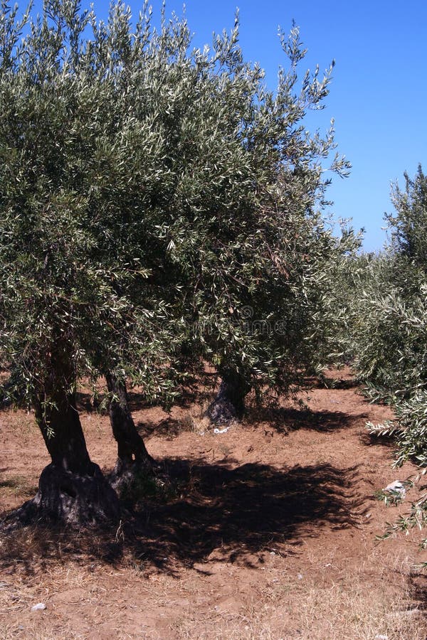 Oil Tree in Sicily