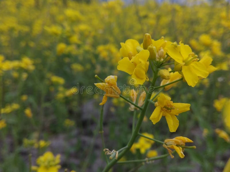 Oil seed in kashmir stock photo. Image of oilseed, eatable 114058394