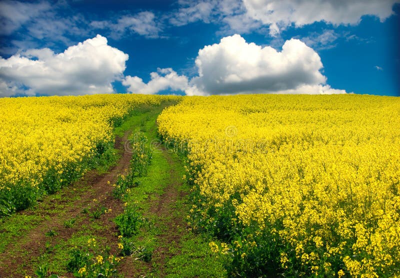 Oilseed rape, field