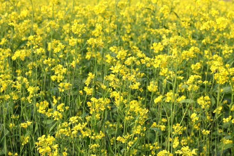 Oilseed field stock photo. Image of field, fragment, canola 44318838