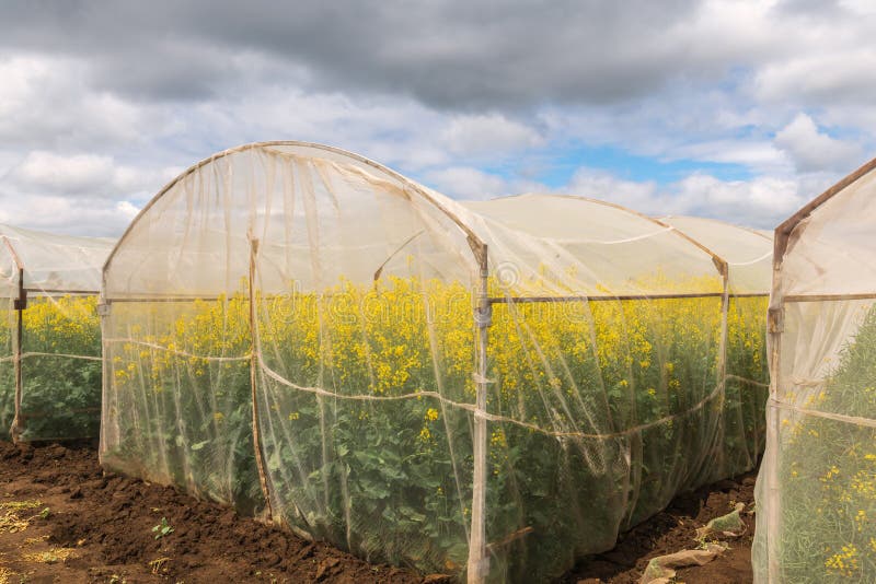 protective mesh netting