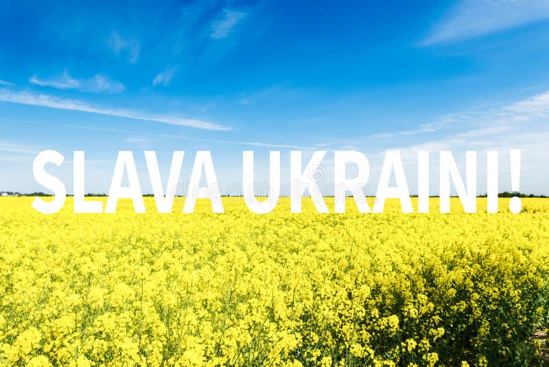 Oilseed rape, rapeseed field flowering in farmland  in countryside , spring landscape under blue sky on sunny day in springtime wi