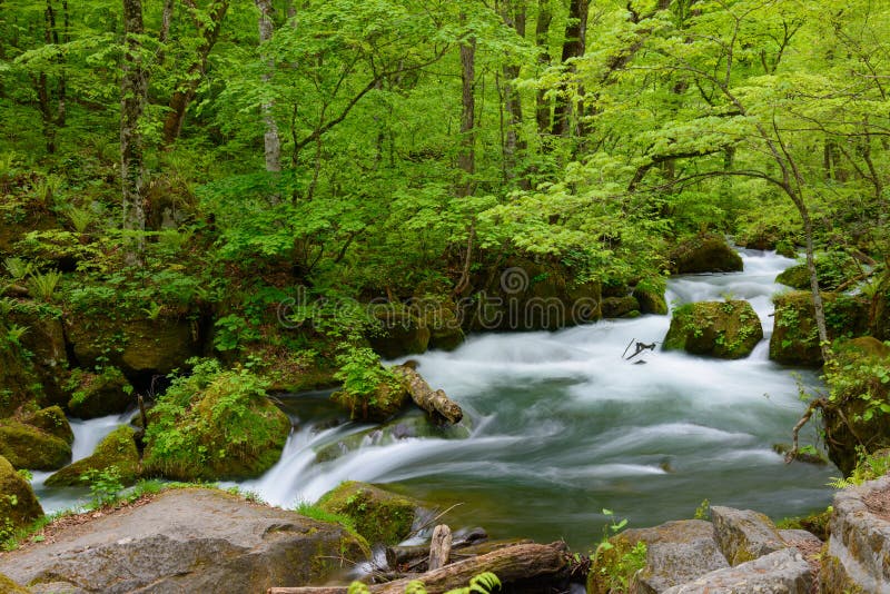 Oirase-Schlucht im neuen Grün, Aomori, Japan lizenzfreies stockbild Oirase-Schlucht im neuen Grün, Aomori, Japan lizenzfreies stockbild