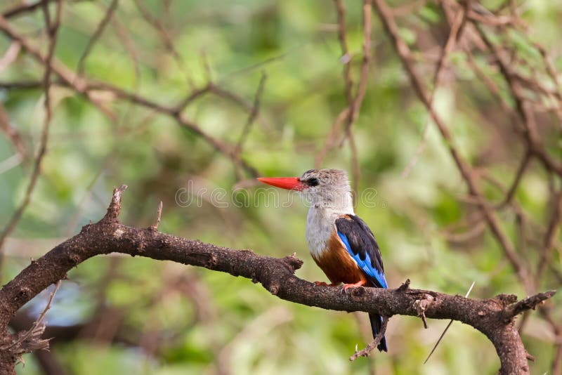 Oiseau à Tête Grise De Martin Pêcheur Avec Le Long Bec Rouge