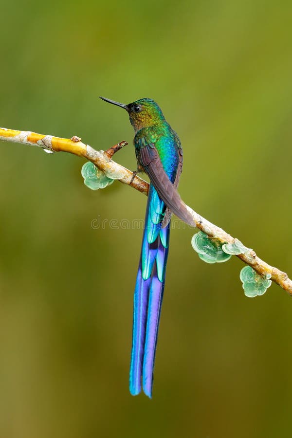 Oiseau avec la longue queue Beau colibri brillant bleu avec la longue queue sylphe Long-coupé la queue, colibri avec la longue qu photographie stock libre de droits Oiseau avec la longue queue Beau colibri brillant bleu avec la longue queue sylphe Long-coupé la queue, colibri avec la longue qu photographie stock libre de droits