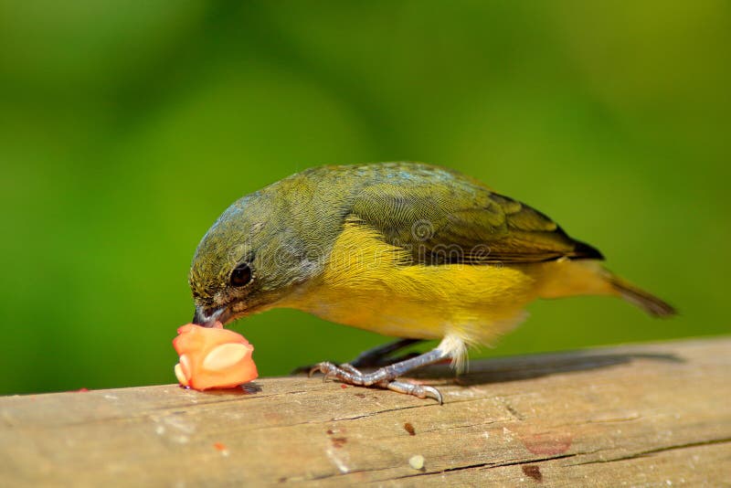 Oiseau avec la nourriture dans l'habitat tropical Euphoniums Jaune-throated d'oiseau bleu et jaune, hirundinacea d'euphoniums, Co photographie stock libre de droits Oiseau avec la nourriture dans l'habitat tropical Euphoniums Jaune-throated d'oiseau bleu et jaune, hirundinacea d'euphoniums, Co photographie stock libre de droits