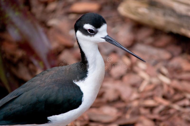 Oiseau Avec Le Long Bec Photo Stock Image Du Animal