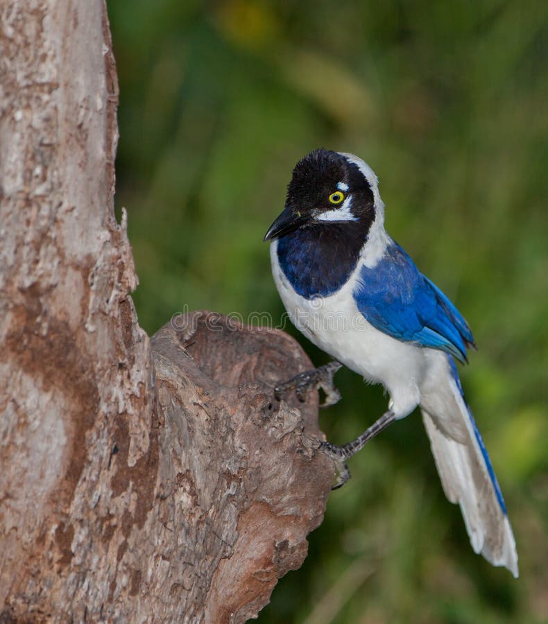oiseau Blanc-suivi de jay image libre de droits oiseau Blanc-suivi de jay image libre de droits