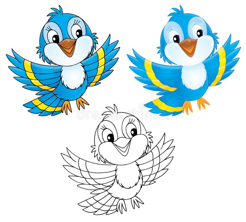 Isolated clip-arts of a bluebird (black-and-white and color illustrations over white). Isolated clip-arts of a bluebird (black-and-white and color illustrations over white)