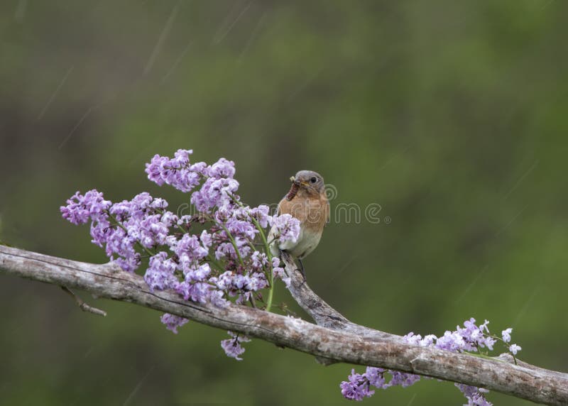 Oiseau bleu femelle sur des lilas sous la pluie photographie stock Oiseau bleu femelle sur des lilas sous la pluie photographie stock