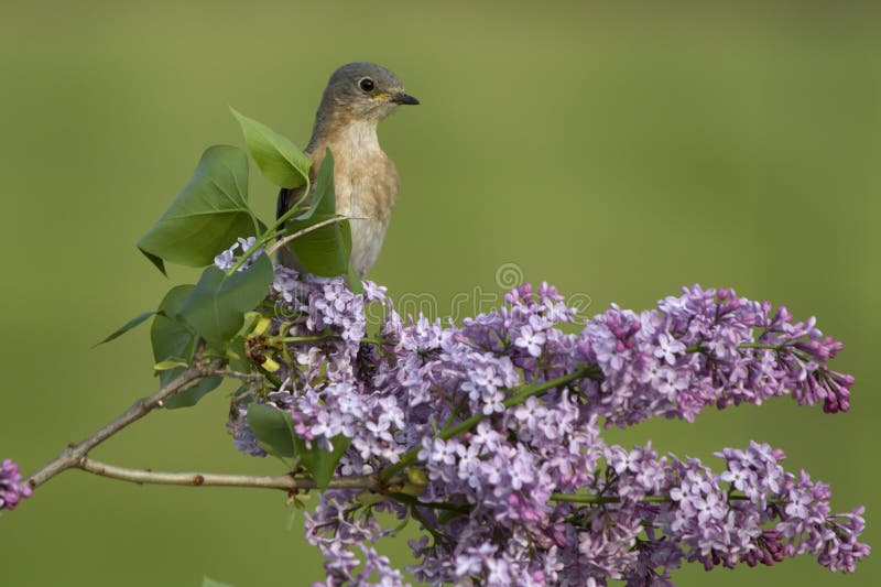 Oiseau bleu oriental femelle été perché dans les lilas photos libres de droits Oiseau bleu oriental femelle été perché dans les lilas photos libres de droits