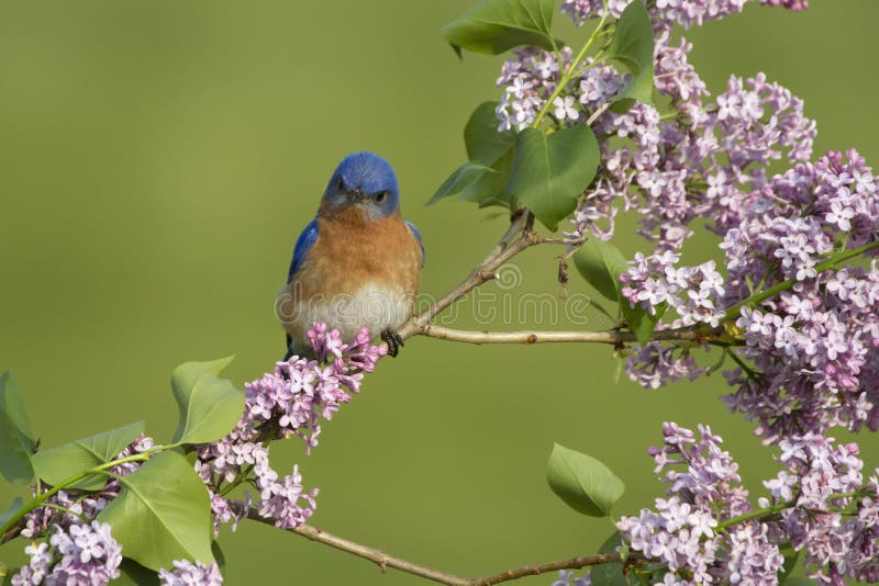 Oiseau bleu oriental été perché dans les lilas photo libre de droits Oiseau bleu oriental été perché dans les lilas photo libre de droits