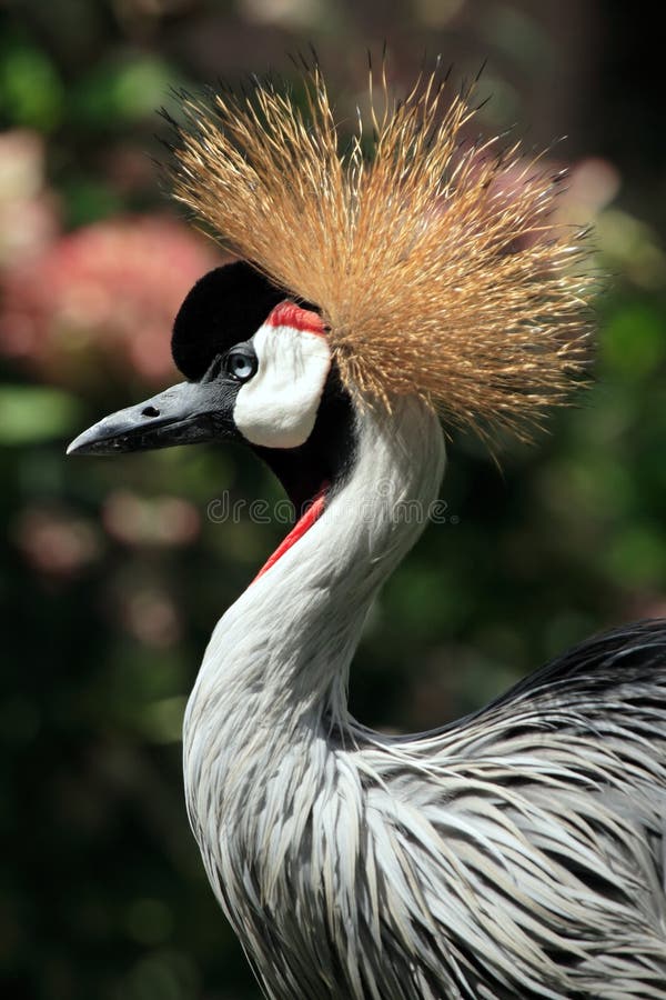 Oiseau couronné africain de grue photos libres de droits Oiseau couronné africain de grue photos libres de droits