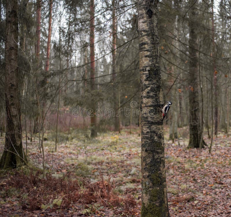 oiseau d'arbre de paysage de forêt d'automne photographie stock oiseau d'arbre de paysage de forêt d'automne photographie stock