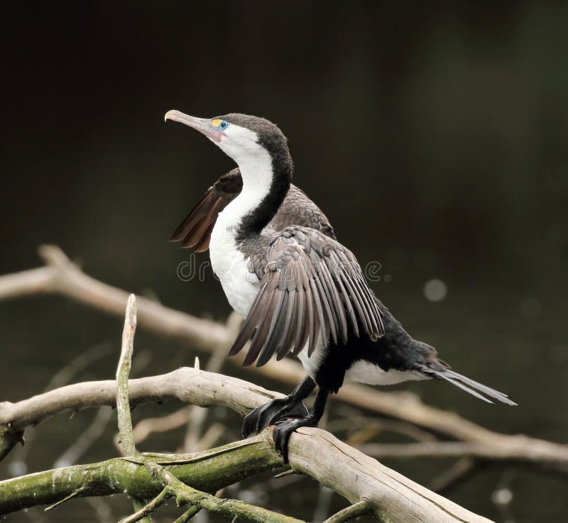 Oiseau d'eau aquatique de tapis à longs poils du Nouvelle-Zélande se reposant sur des branches photo libre de droits Oiseau d'eau aquatique de tapis à longs poils du Nouvelle-Zélande se reposant sur des branches photo libre de droits